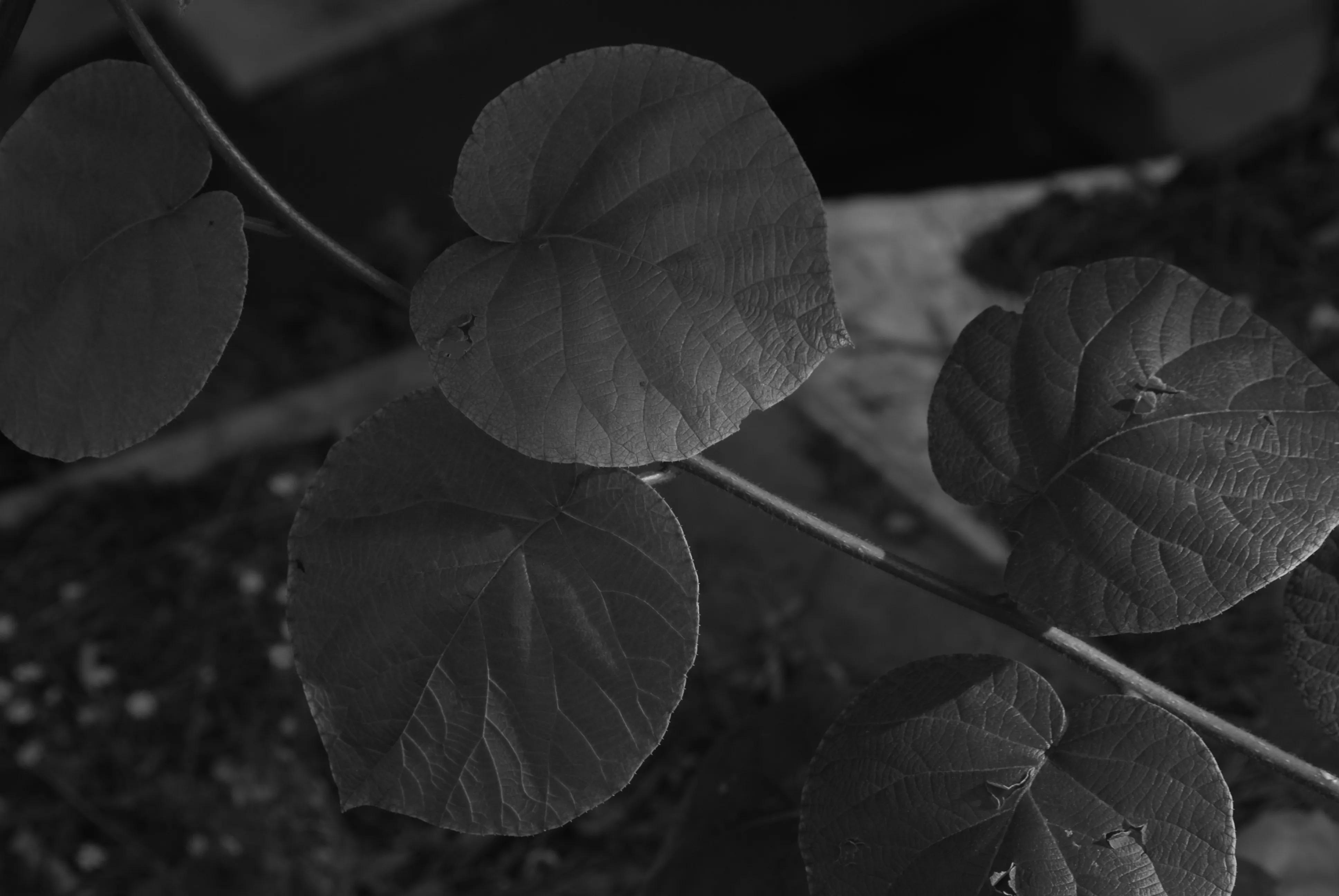 1000多的二手单反值得买吗,1000元左右二手单反全画幅