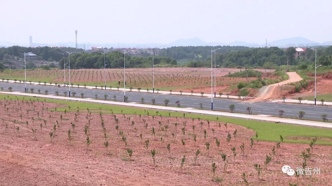 兴桥镇农业,兴桥镇农高区规划图