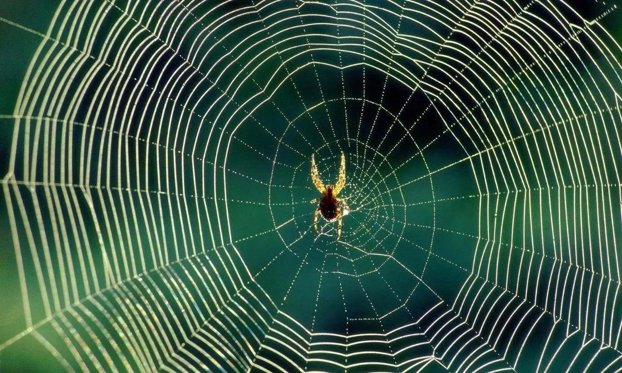 凡是蜘蛛都能吐丝织网,蜘蛛怎么吐丝织网的