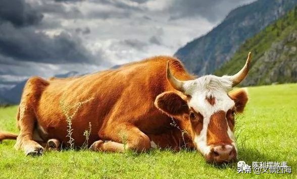 你知道奶牛的一生有多痛苦吗,我们喝牛奶却不知道牛奶从何而来