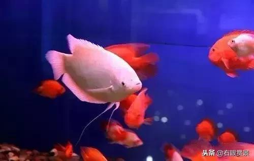 预防鱼类肠炎的最好办法,鱼类肠炎是什么原因