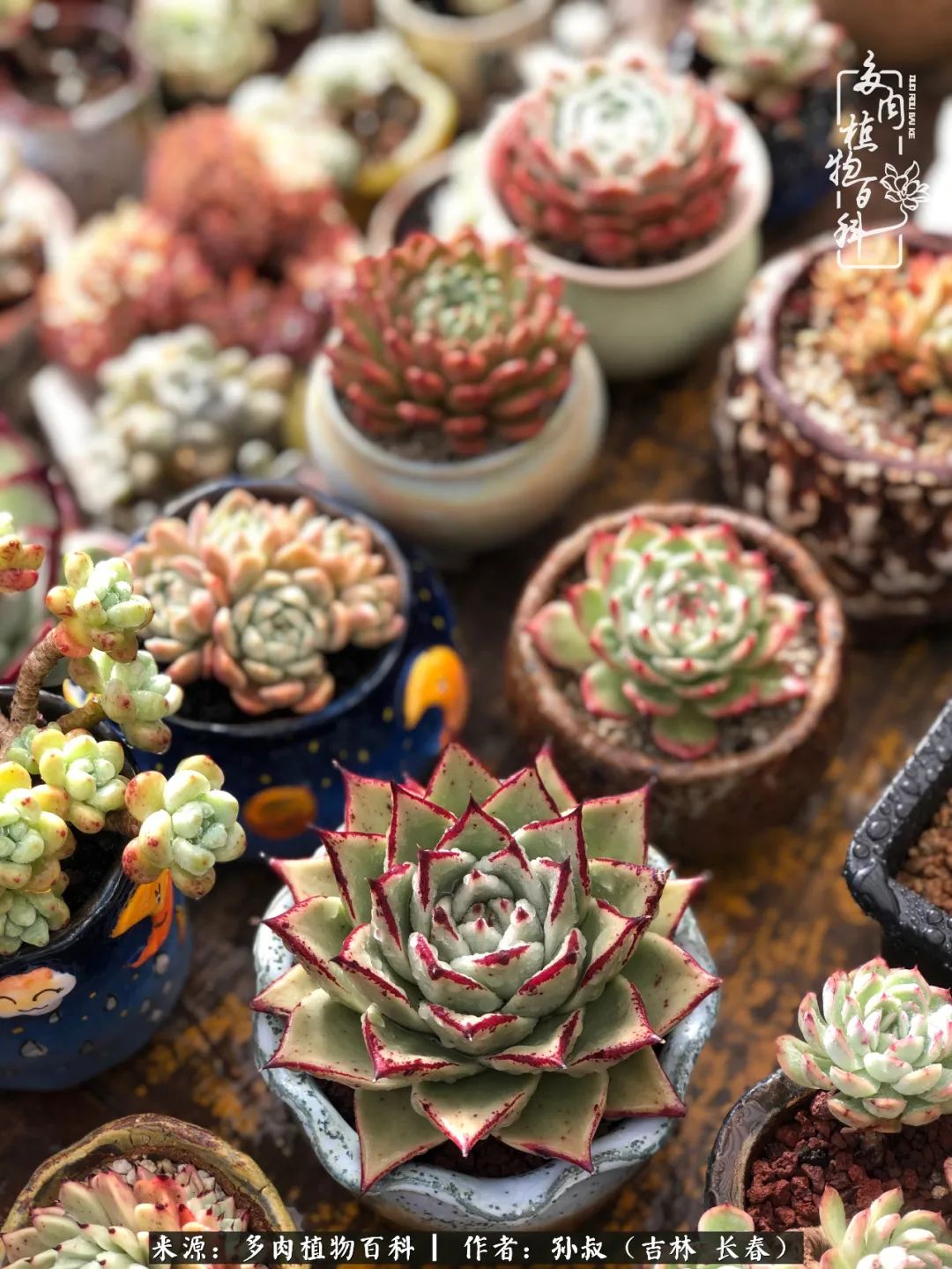 与多肉一起成长,与多肉相伴