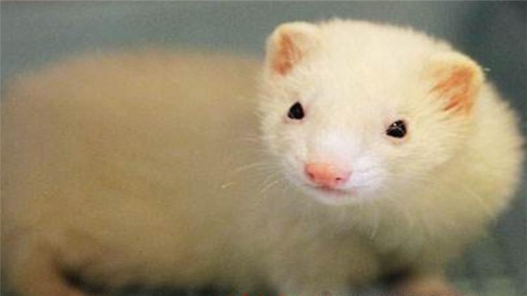 宠物貂可以活多少年,宠物貂能活多少年