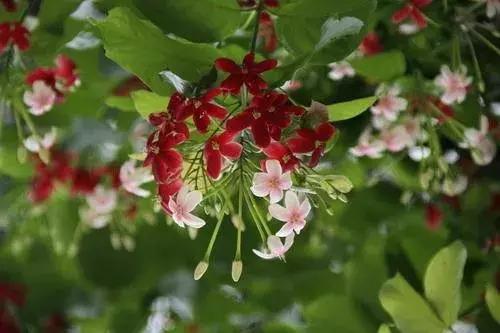 一年四季开花的爬藤花卉有哪些,一年就能爬满墙的爬藤花卉