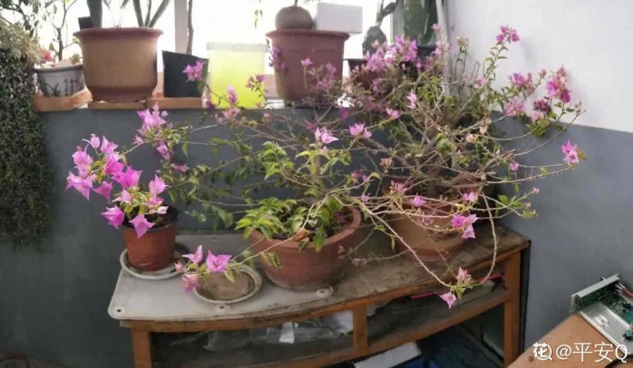 花买回来叶子蔫了怎么办,花掉花苞有什么好方法吗