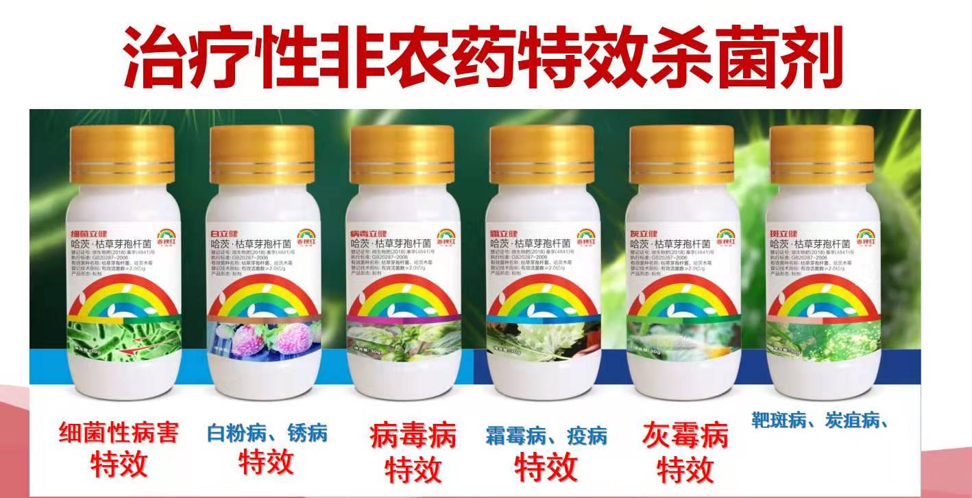 大葱黄叶干尖掐掉可以吗,大葱黄叶干尖打什么药