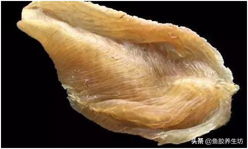 鱼胶知识书籍,鱼胶的知识抖音视频