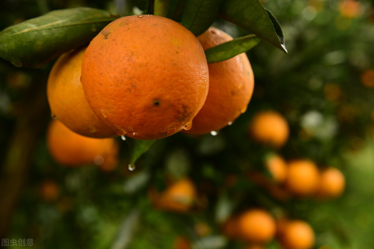 柑橘：不要成为又一个四川猕猴桃产业