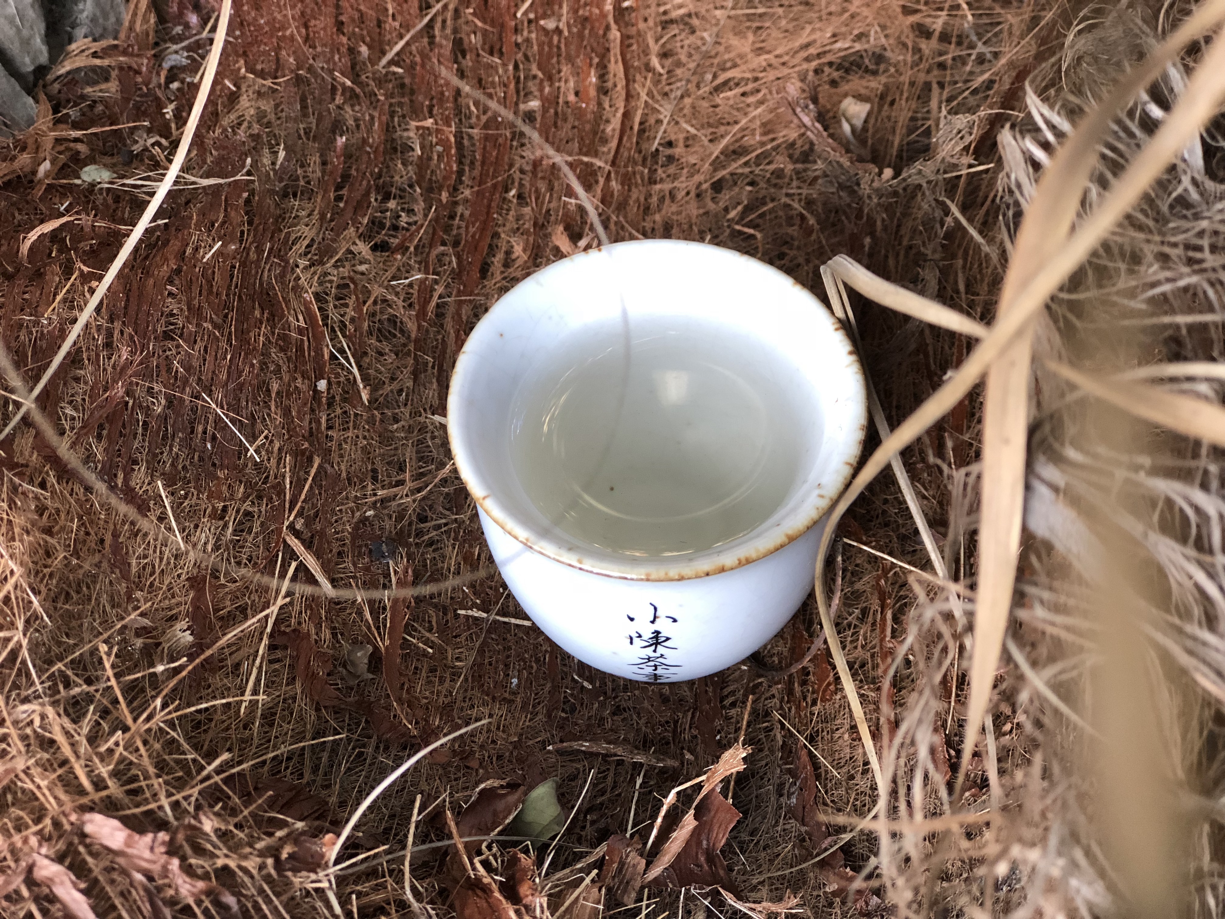 白茶上有黄点是什么,白茶上面有点毛絮是正常的吗