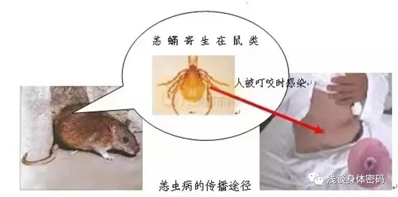 草丛杀手是什么,草丛里的蜱虫是什么