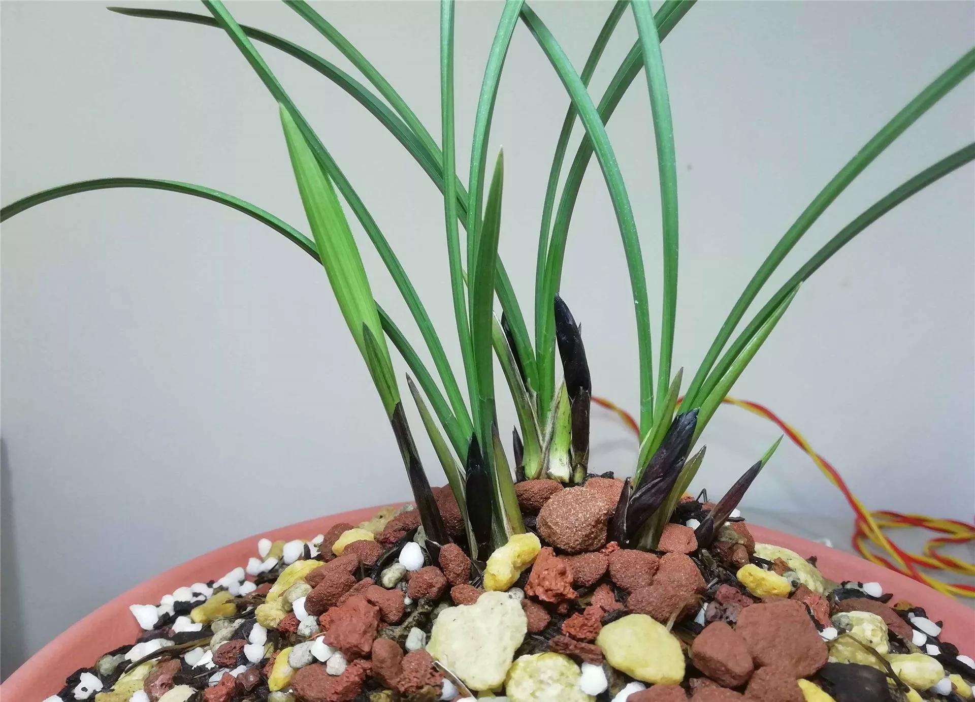 贵州早年下山的一颗血红花春兰，曾千金难买一苗