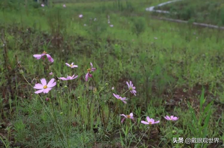 溉澜溪体育公园现在还有花吗,重庆溉澜溪体育公园足球场