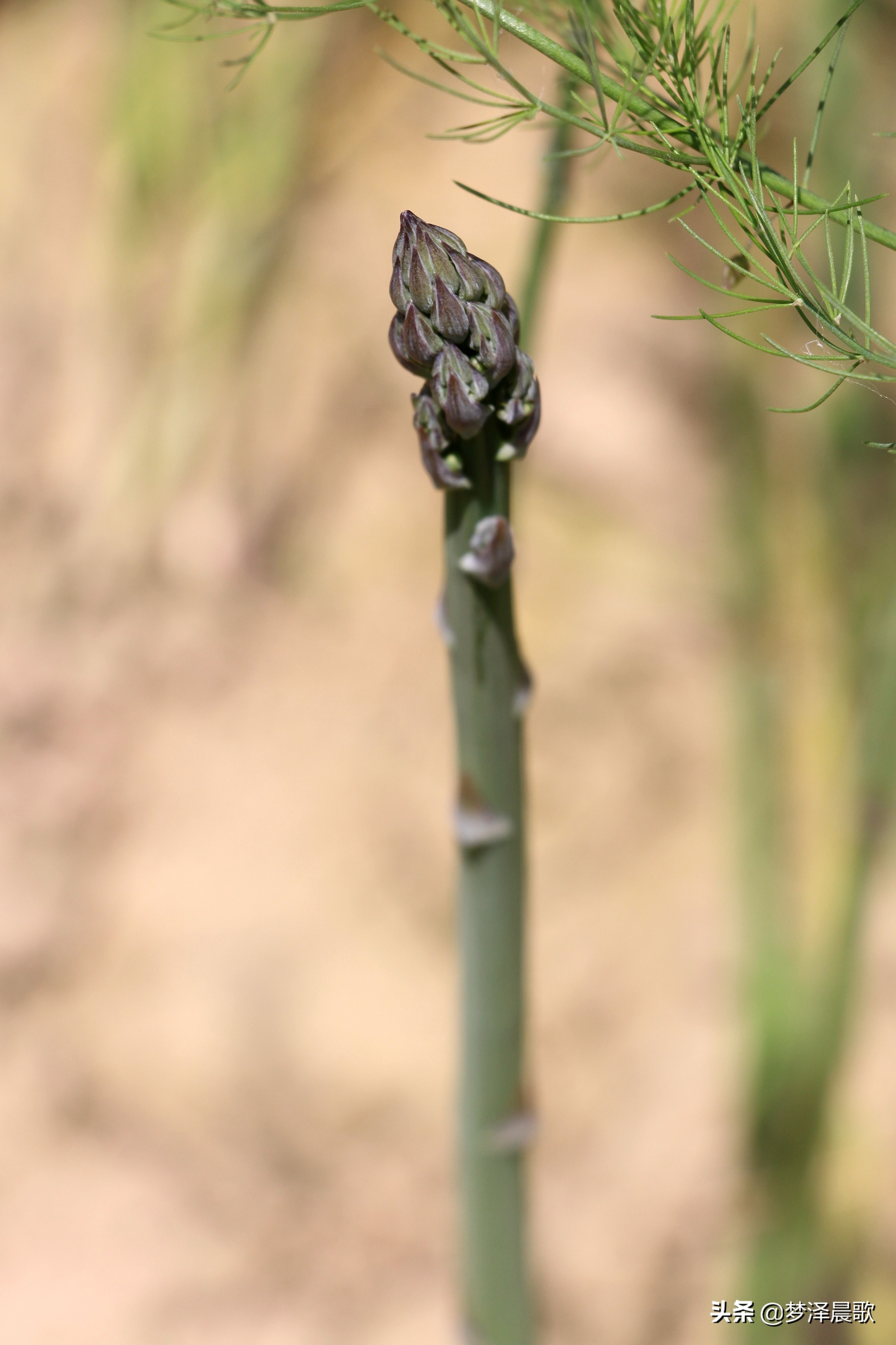 赣州芦笋基地,最新芦笋产业基地