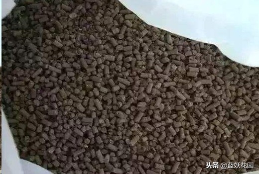 吃剩生姜,吃剩的姜扔土里