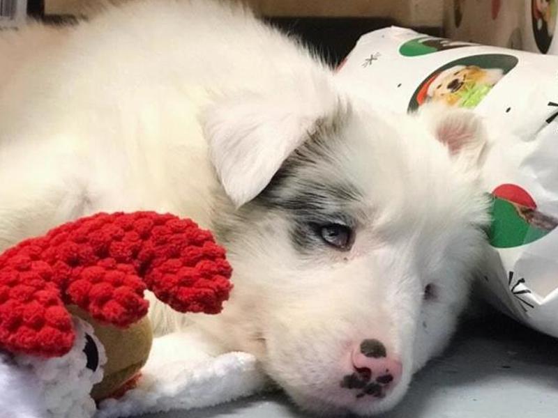 就要圣诞了！这只可怜狗却被装在满是石头的塑料袋，扔到小河里！