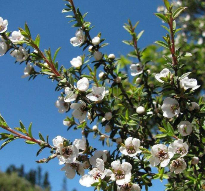 麦卢卡蜂蜜哪里能买到真的,麦卢卡蜂蜜哪里买正品