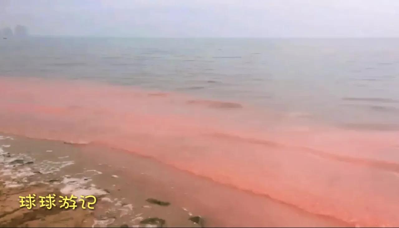 东戴河有蓝眼泪吗,中国海滩夜光藻