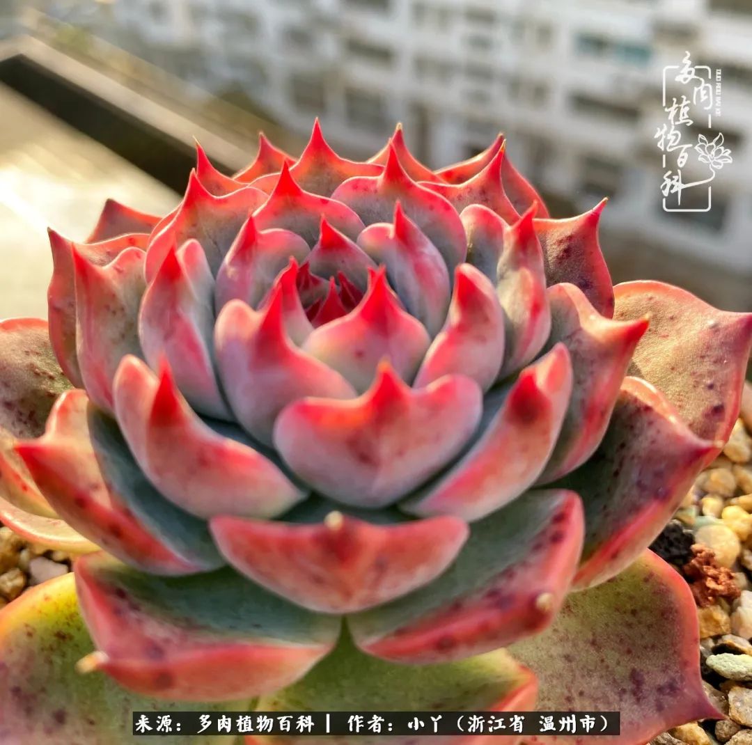 祖上无院家里无矿,一腔浪漫情怀付诸楼顶造花