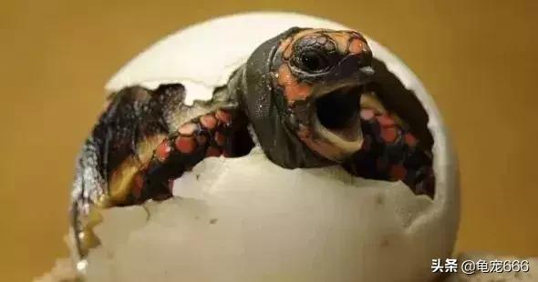 龟的眼睛科普知识,龟的冷知识有哪些