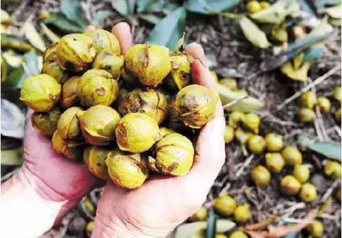 收购价猛涨,收购价飙涨