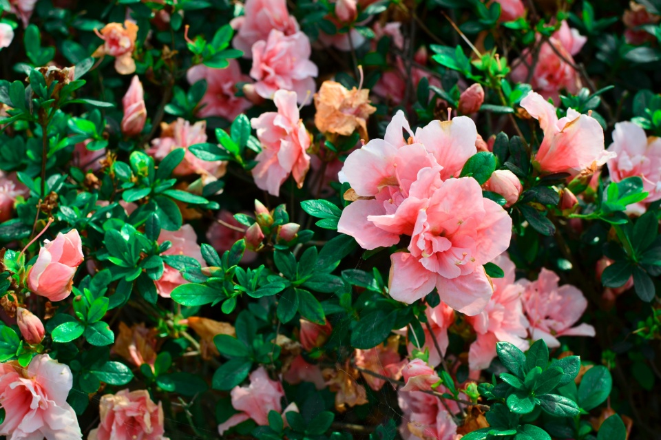 十二星座不理你的表现是什么,十二星座不爱你的表现双子