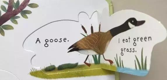 孩子感兴趣的永远是屎尿屁绘本,屎尿屁绘本好吗