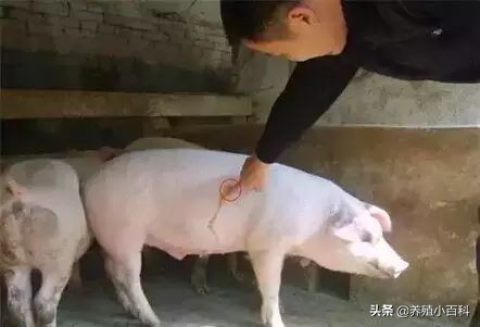 猪的注射方式和注意事项,猪疫苗注射的正确部位和方法图