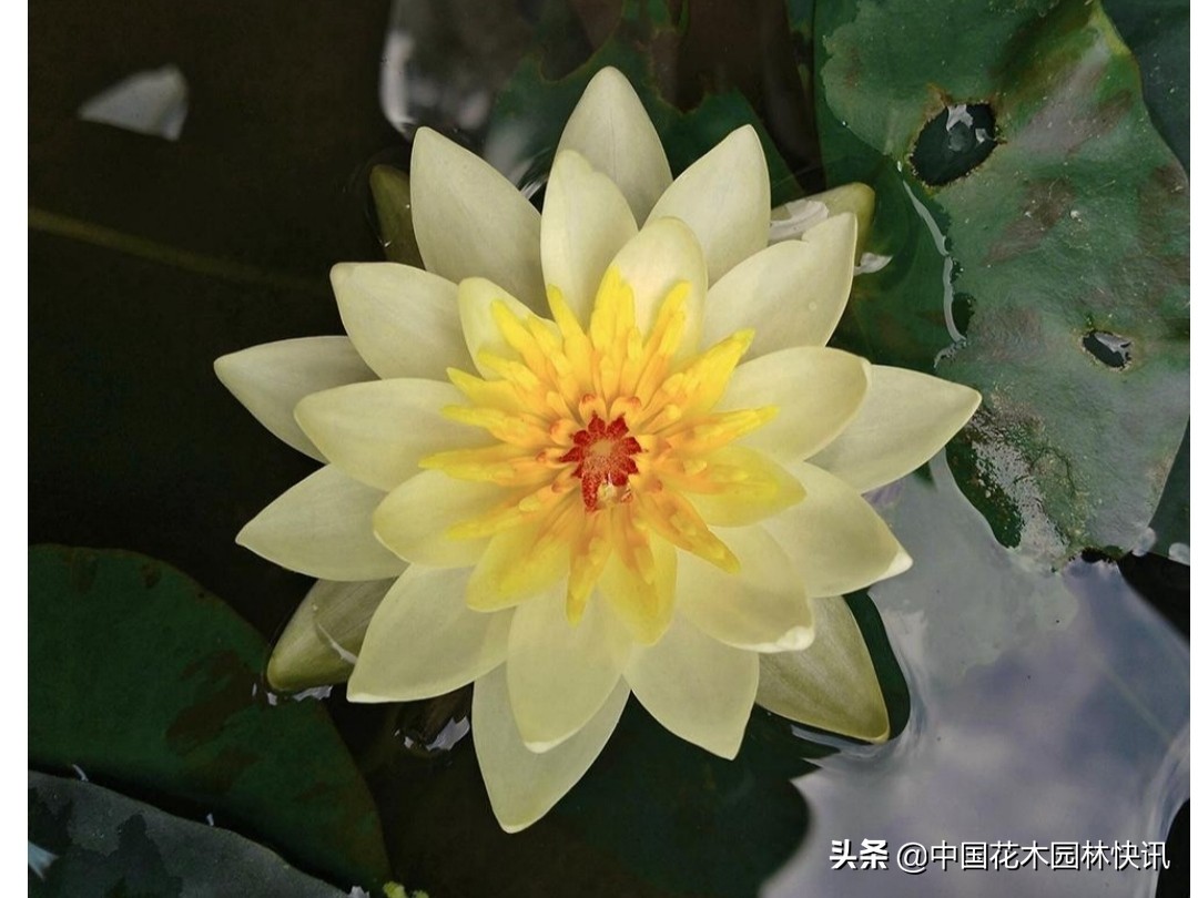 广西青年韦家隆：批量育成睡莲风雨兰新品种