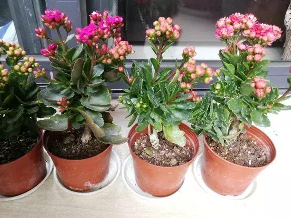 长寿花如何嫁接到不死鸟,长寿花这样嫁接花期长还不会烂根