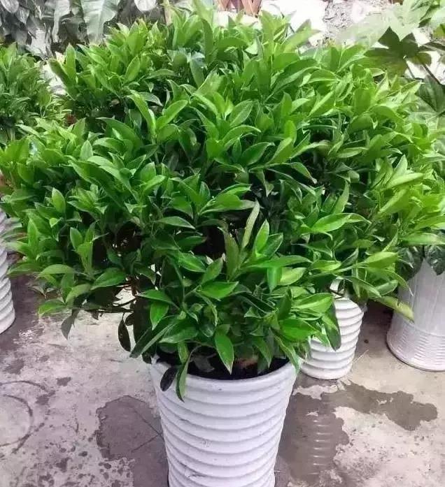 消除新房甲醛的是哪种盆景植物,吸附甲醛最好植物