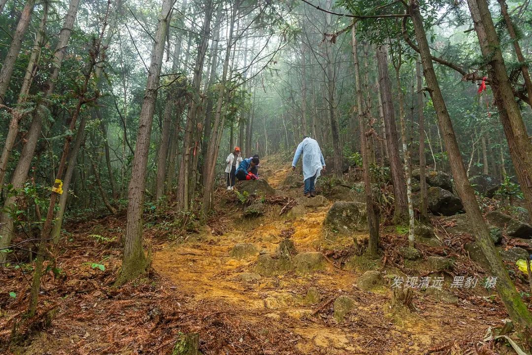 在天露山杜鹃花海丛中劲跳广场舞，这帮广东大妈又火了