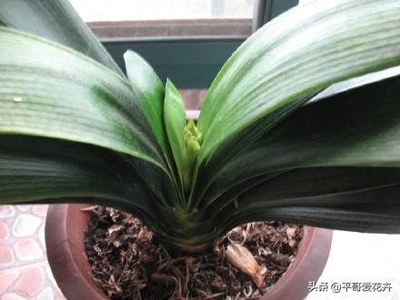 君子兰怎么养才能养得好看开花,君子兰怎么养才能旺盛容易开花