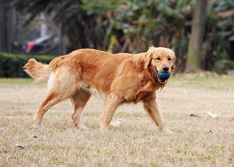 挑选纯种金毛,挑选金毛的正确方法