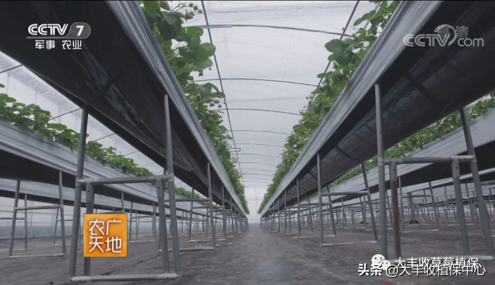 高架草莓和地栽草莓哪个贵,草莓低价种植技术有哪些