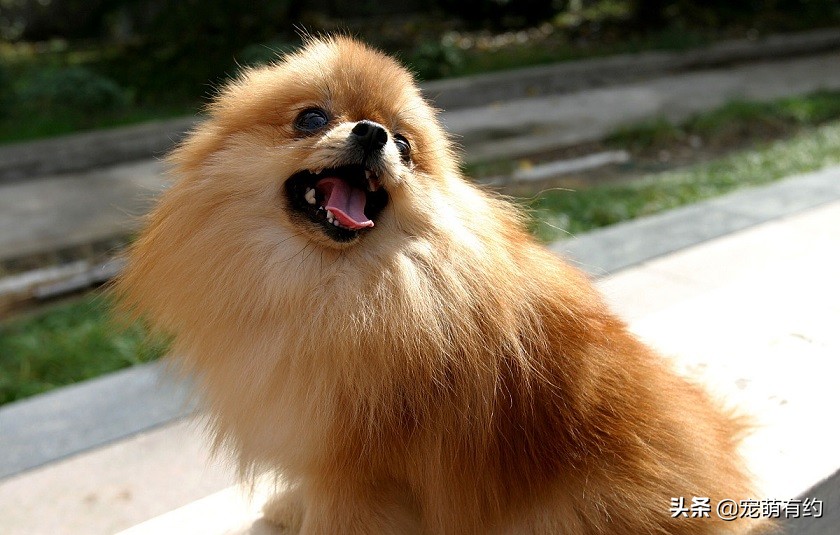 为什么我家博美越来越像狐狸,博美跟狐狸似的