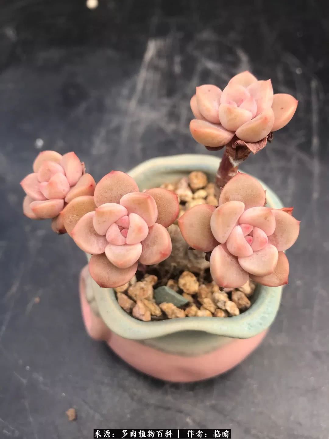 多肉带给我的感情,多肉给人们带什么作用