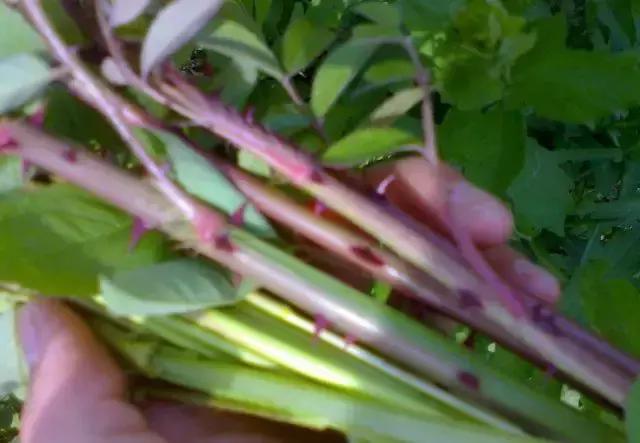 人越老越喜欢回忆过去,人一旦老了就特别爱回忆