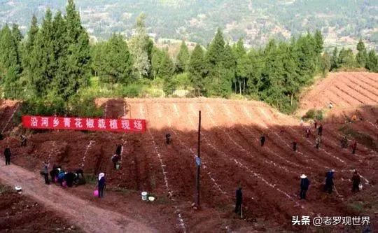 宁县小花椒成就大产业,小花椒深加工拓宽群众致富路