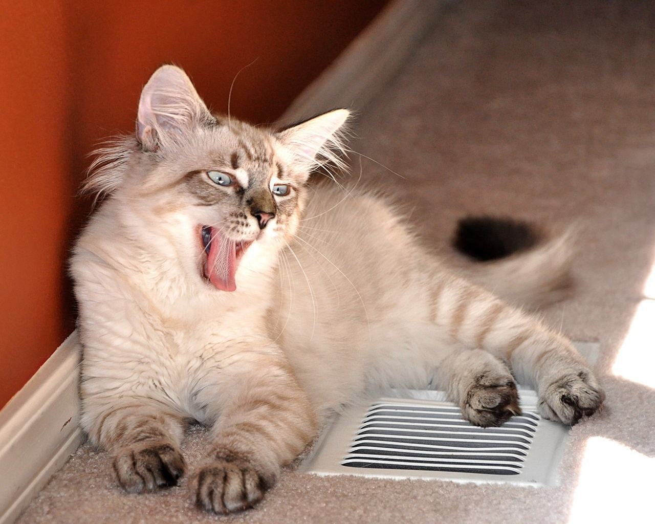 猫咪临终前一般要出现的四种情况,猫咪死前的症状都会有哪些