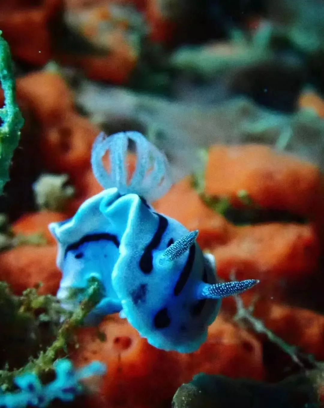 菲律宾游学记英语,菲律宾旅行游记