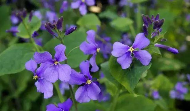 好书推荐快来领取你的宝藏书单,100种百花图谱大全