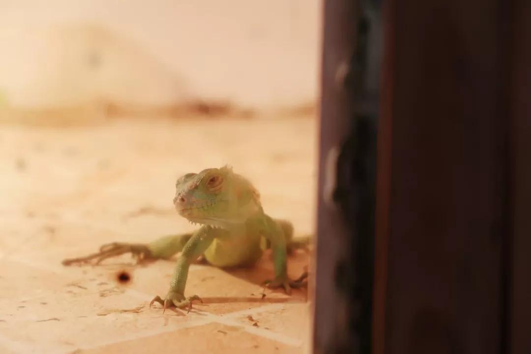 在动物园散步才是正经事|暴走福州