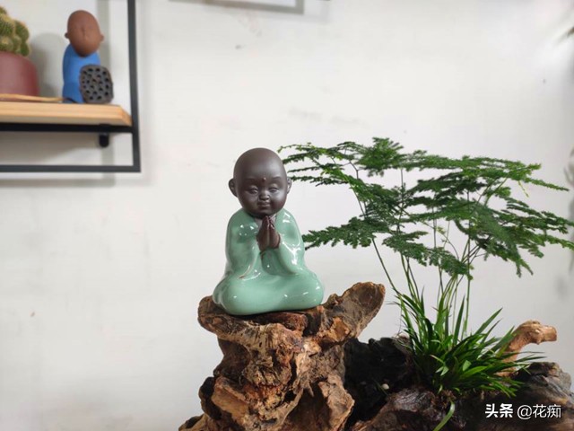 文竹菖蒲盆景,文竹菖蒲假山盆景图片大全