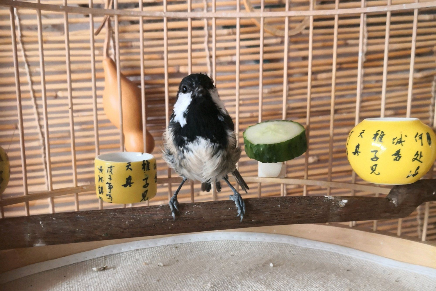 为什么最近养的贝子鸟不易成活,贝子鸟为什么那么难养