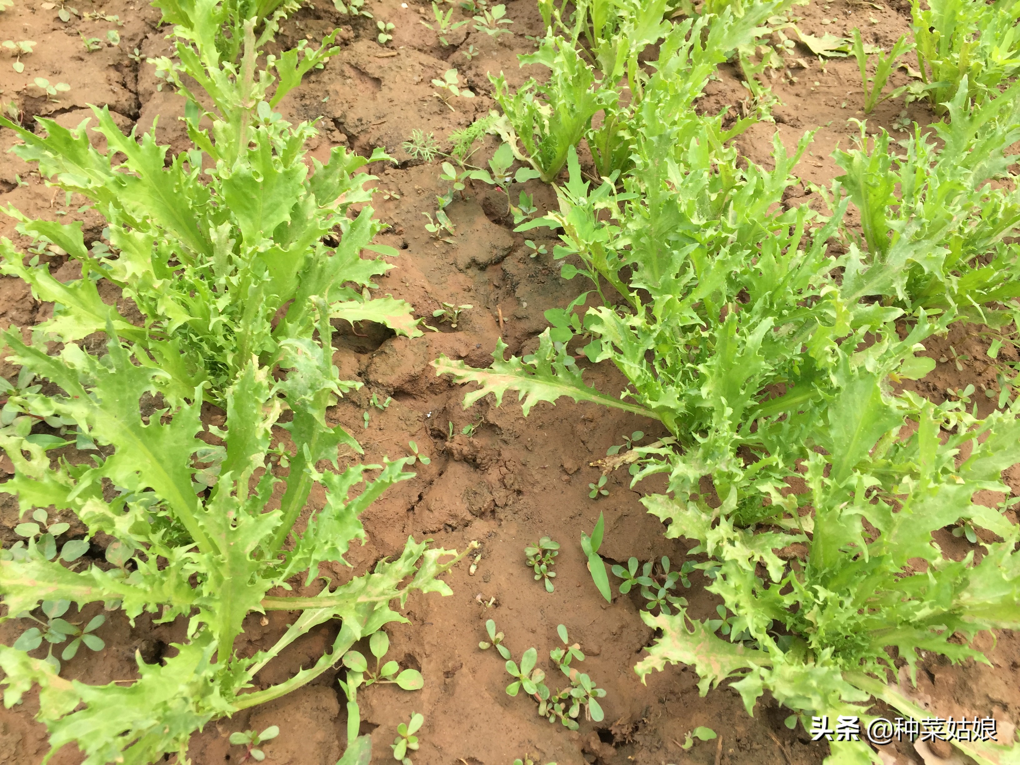 春季种菜油菜怎么种,小油菜芽苗菜的种植方法
