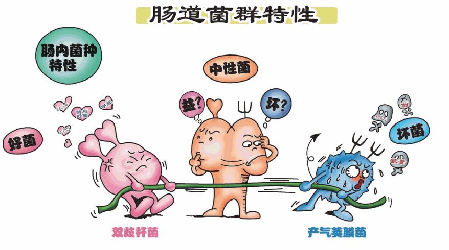 以菌治菌可以治愈哪些疾病,以菌治菌幽门螺旋杆菌