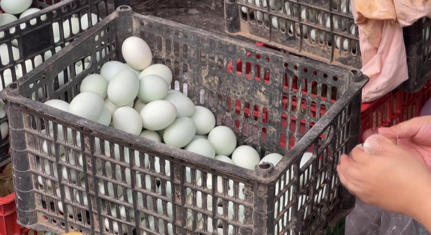 粽子店将鸭蛋白当垃圾处理,粽子里的咸鸭蛋白怎么处理