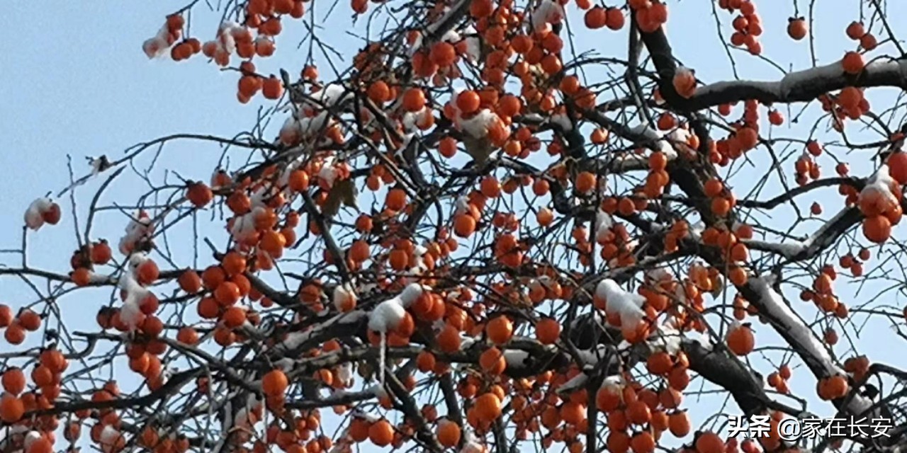 白雪柿子,秦岭草甸高山野菊花