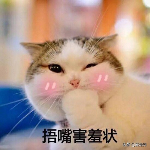 猫咪不同的喵叫声代表不同的含义,猫咪长声猫叫和短声猫叫的区别