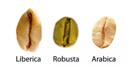 城市调性ￜ经常喝星巴克，你关注过它背后怎么折腾咖啡豆的吗？